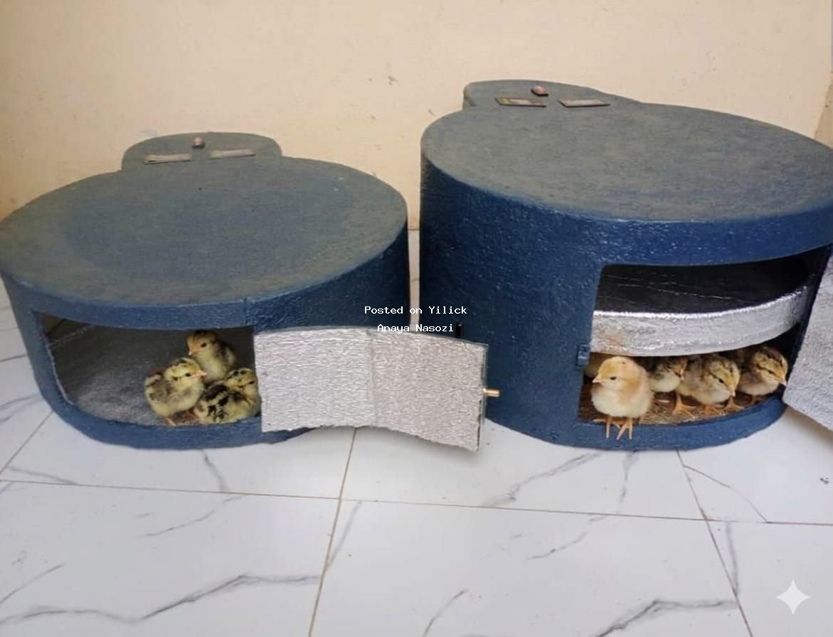 eggs incubators for sale in Kampala - Yilick