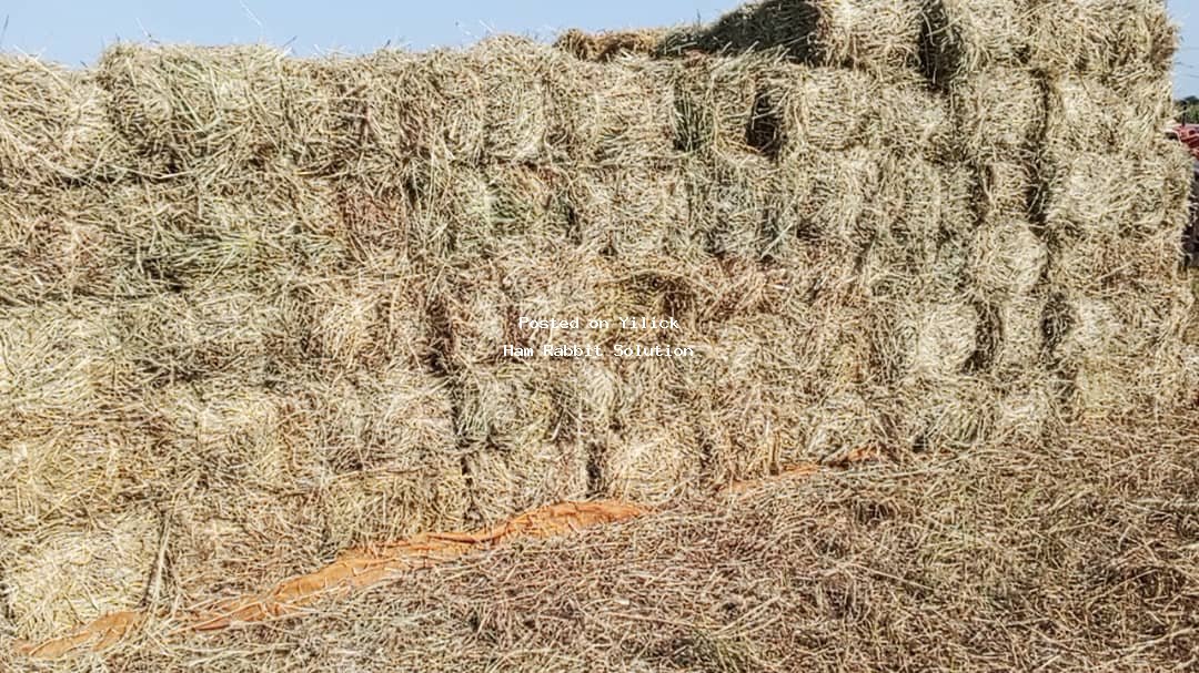 Quality Fresh Hay for sale in Kampala - Yilick