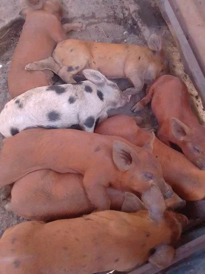 Healthy and Beautiful Piglets for Sale for sale in Mityana - Yilick