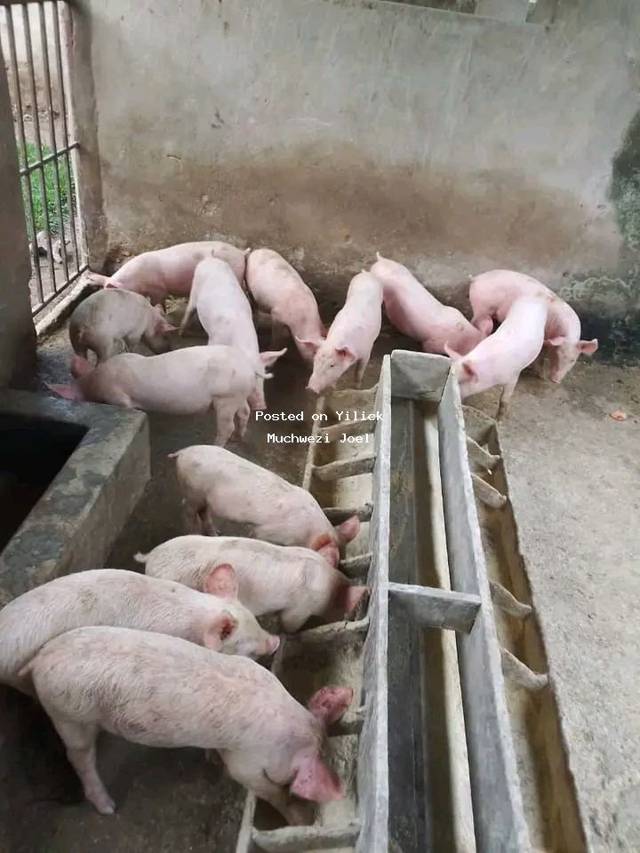 Healthy Piglets for Sale - Ideal for Livestock Farming for sale in Mityana - Yilick