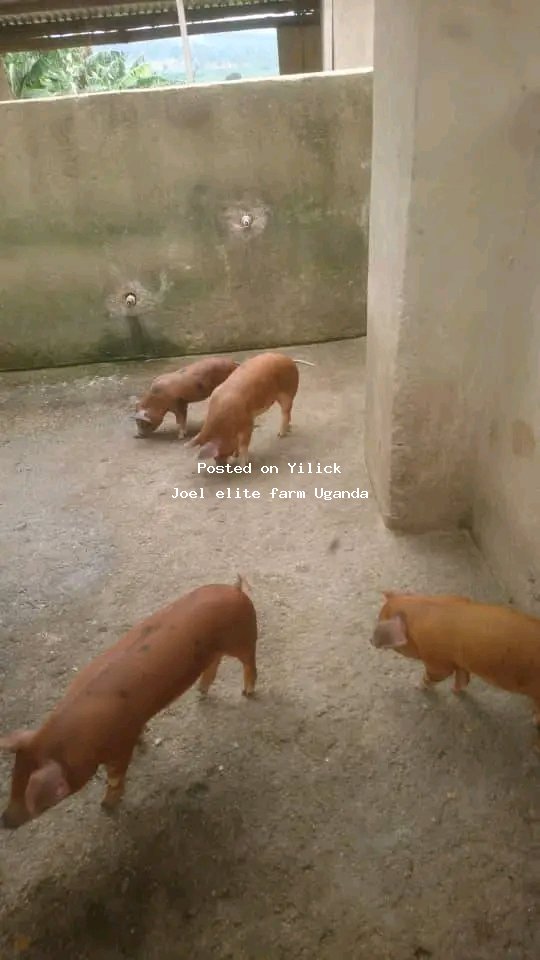 Healthy, Active Piglets for Sale - Perfect for Livestock Farming for sale in Mityana - Yilick