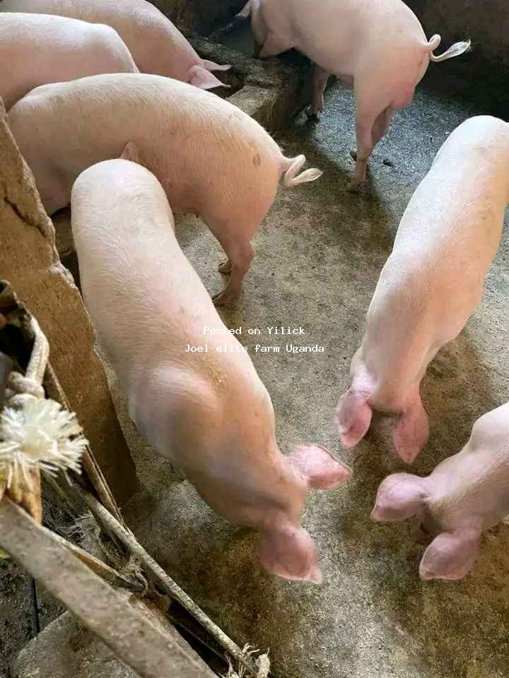 Gilts available for sale for sale in Mityana - Yilick