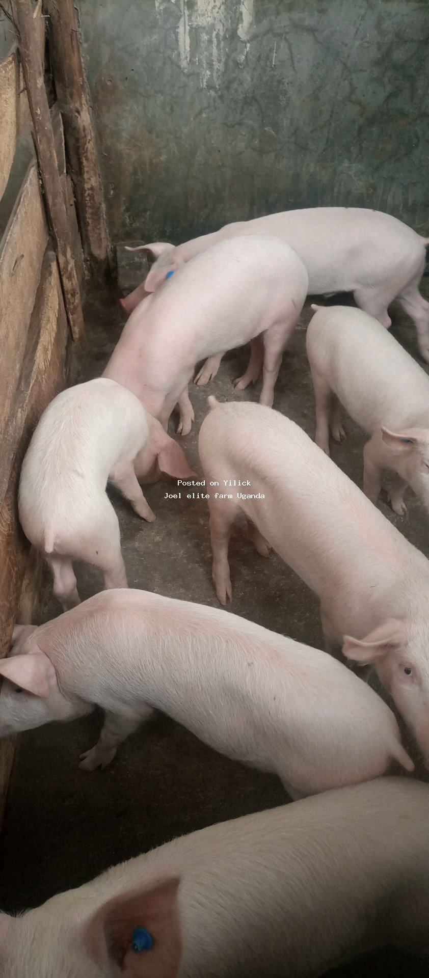 F1 cambrough breed for sale in Mityana - Yilick