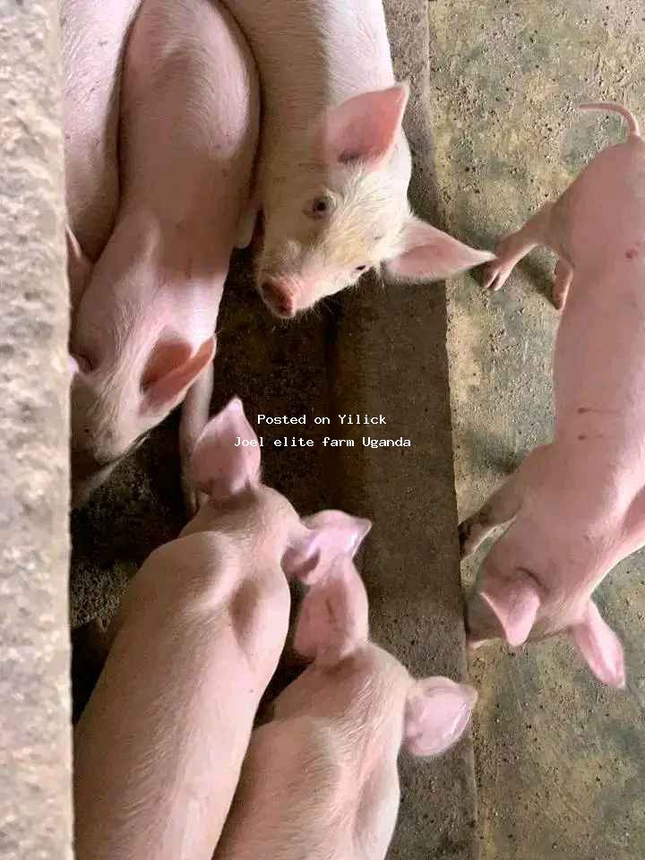 piglets for sale for sale in Mityana - Yilick