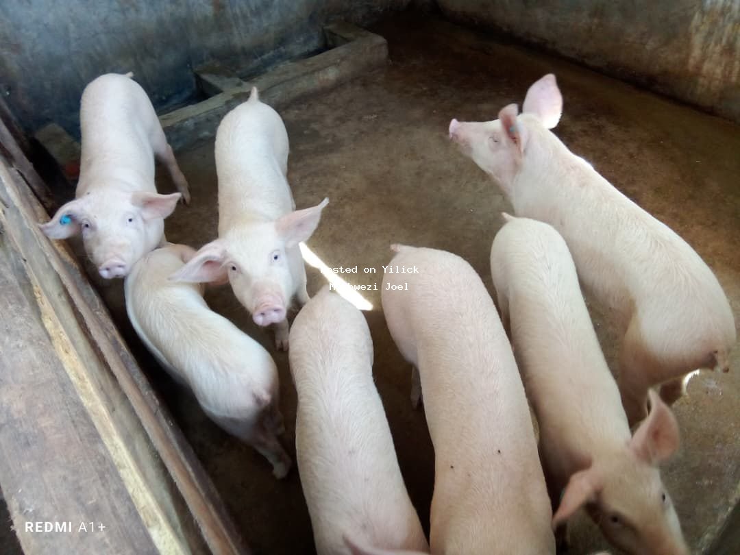 Healthy Piglets for Sale - Ideal for Livestock Farming for sale in Mityana - Yilick