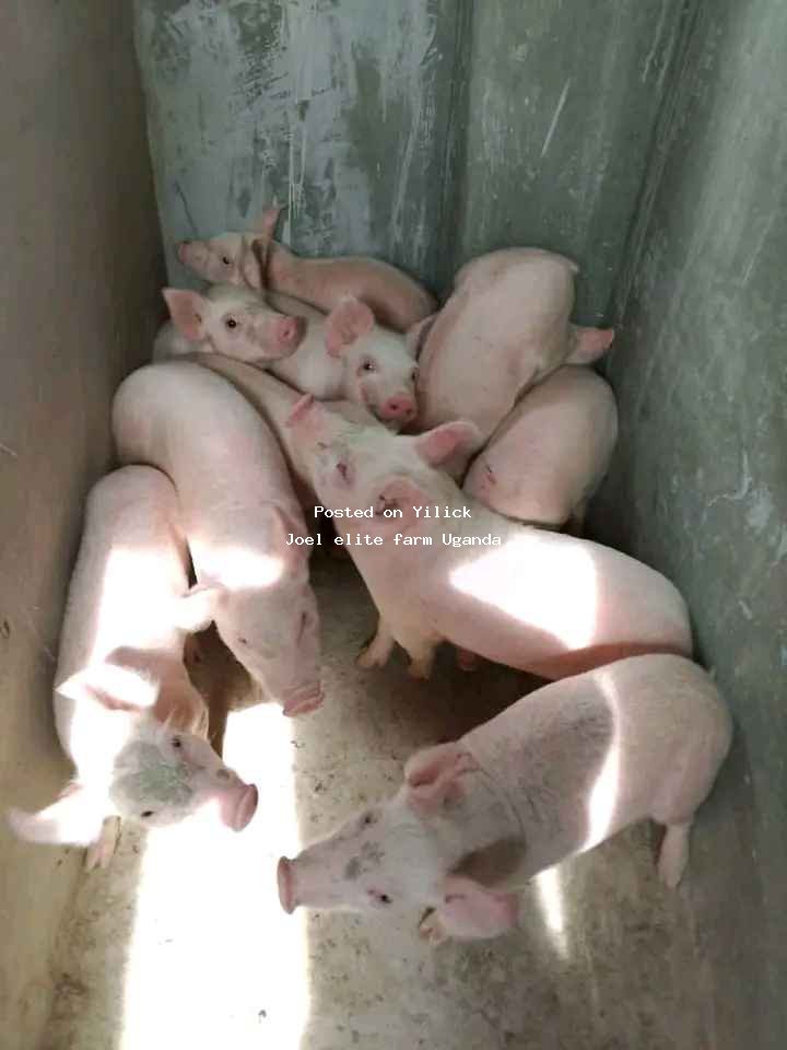P90 piglets available for sale in Mityana - Yilick