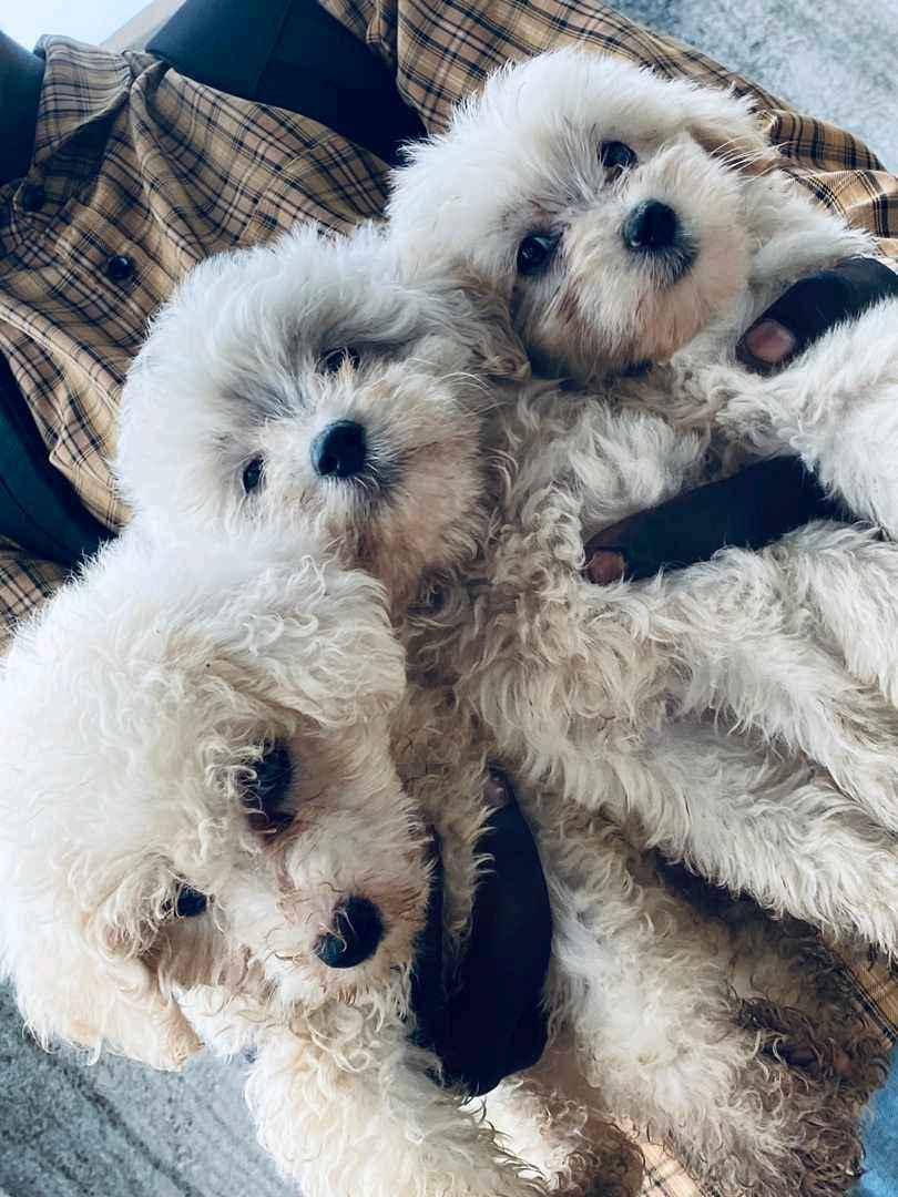 Maltese puppies for sale in Kampala - Yilick