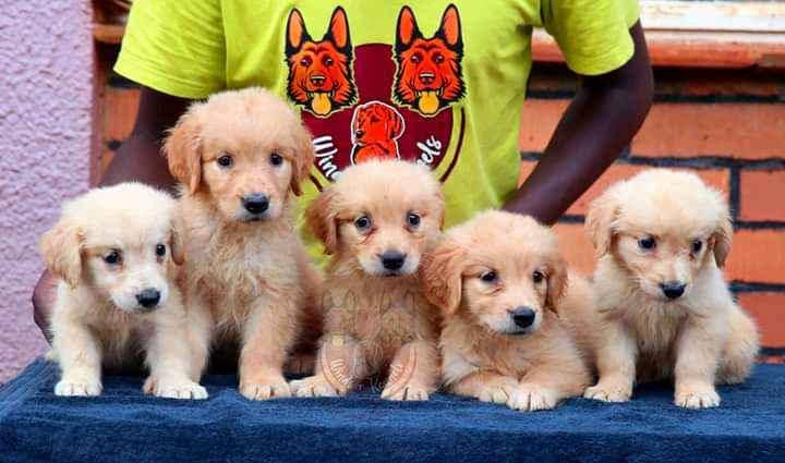 Golden Retriever puppies for sale in Kampala - Yilick