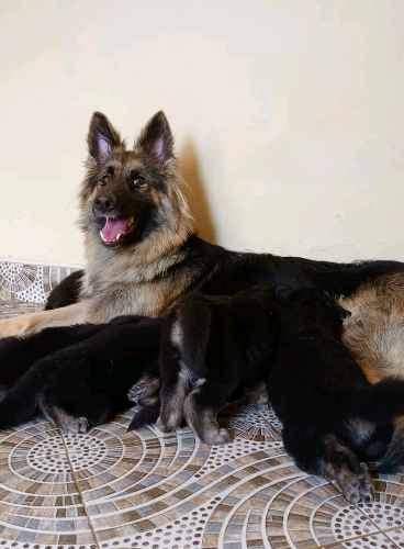 German shepherd puppies for sale in Kampala - Yilick