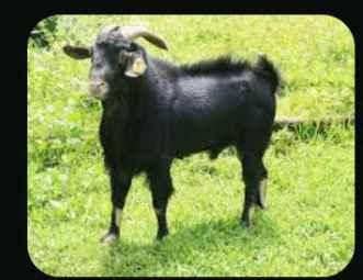best Young goats for sale in Kampala - Yilick