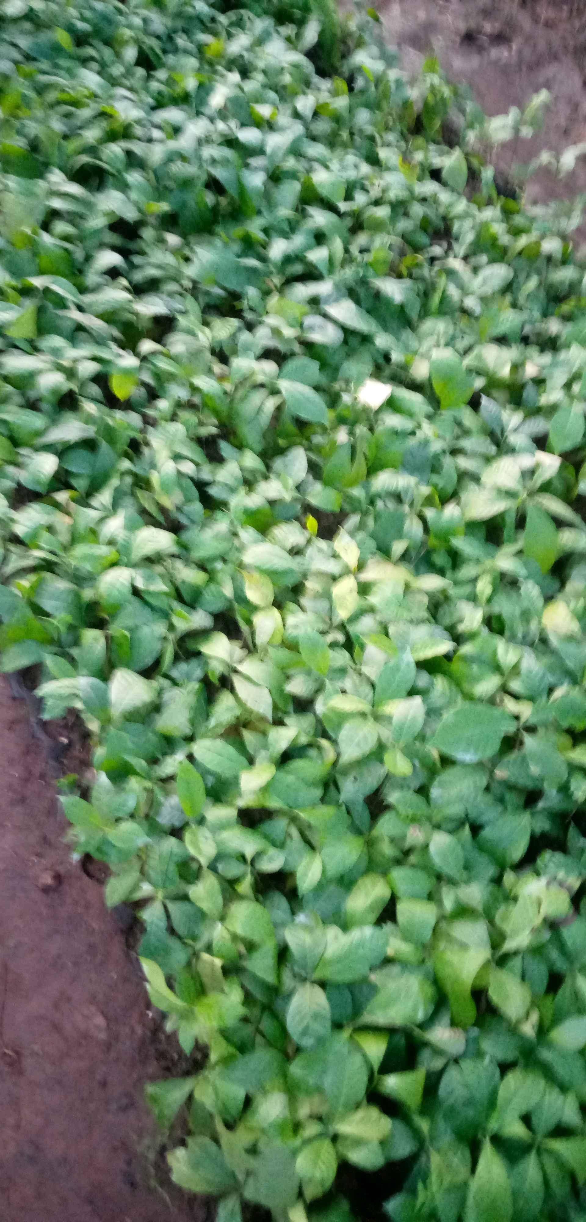 Rubosta Coffee seedlings for sale in Ibanda - Yilick