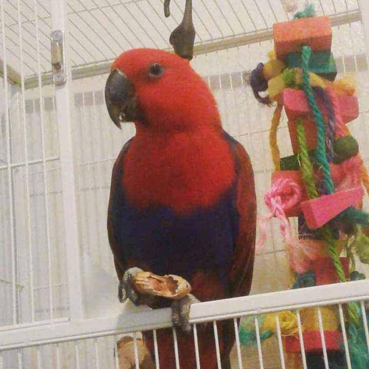 Parrot for sale for sale in Adjumani - Yilick