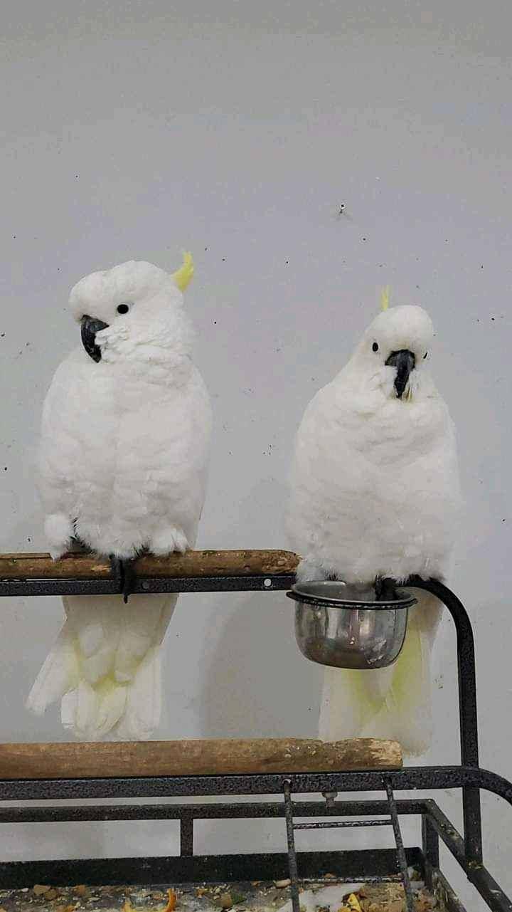 parrot for sale for sale in Kampala - Yilick