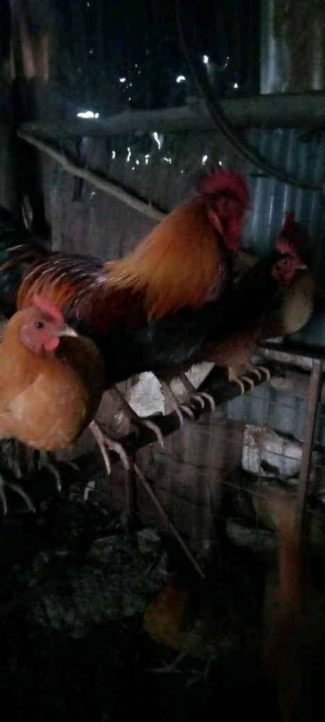 kuroilers and local chickens for sale in Mityana - Yilick