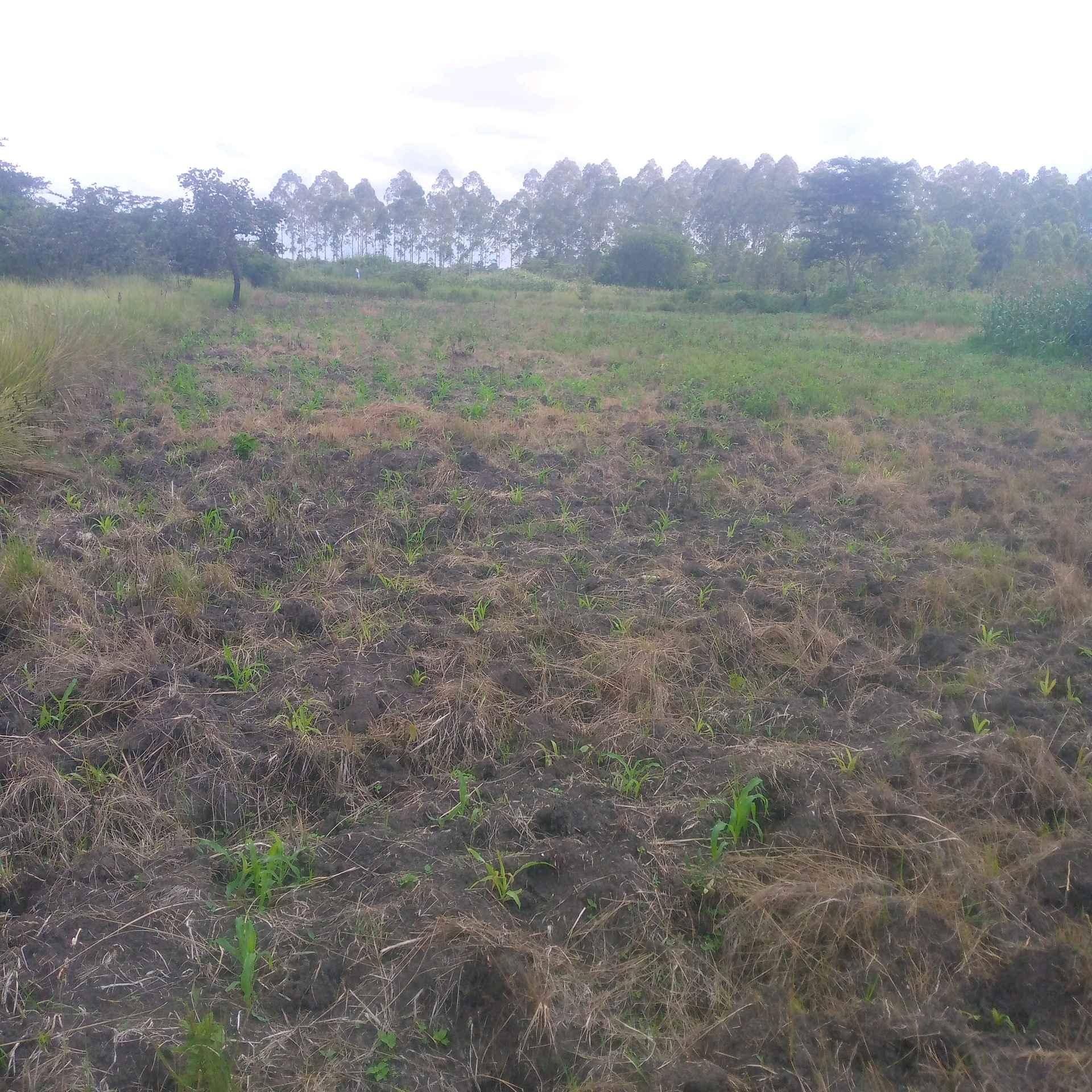 land luwero district for sale in Luwero - Yilick