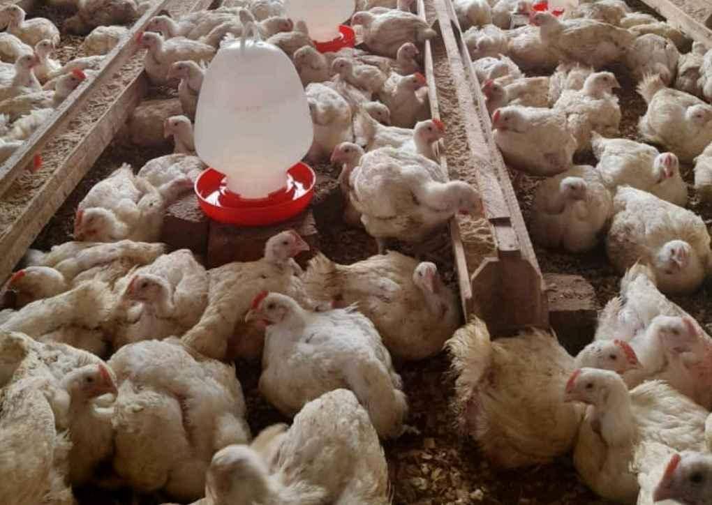 Broilers one and half month for sale in Mukono - Yilick