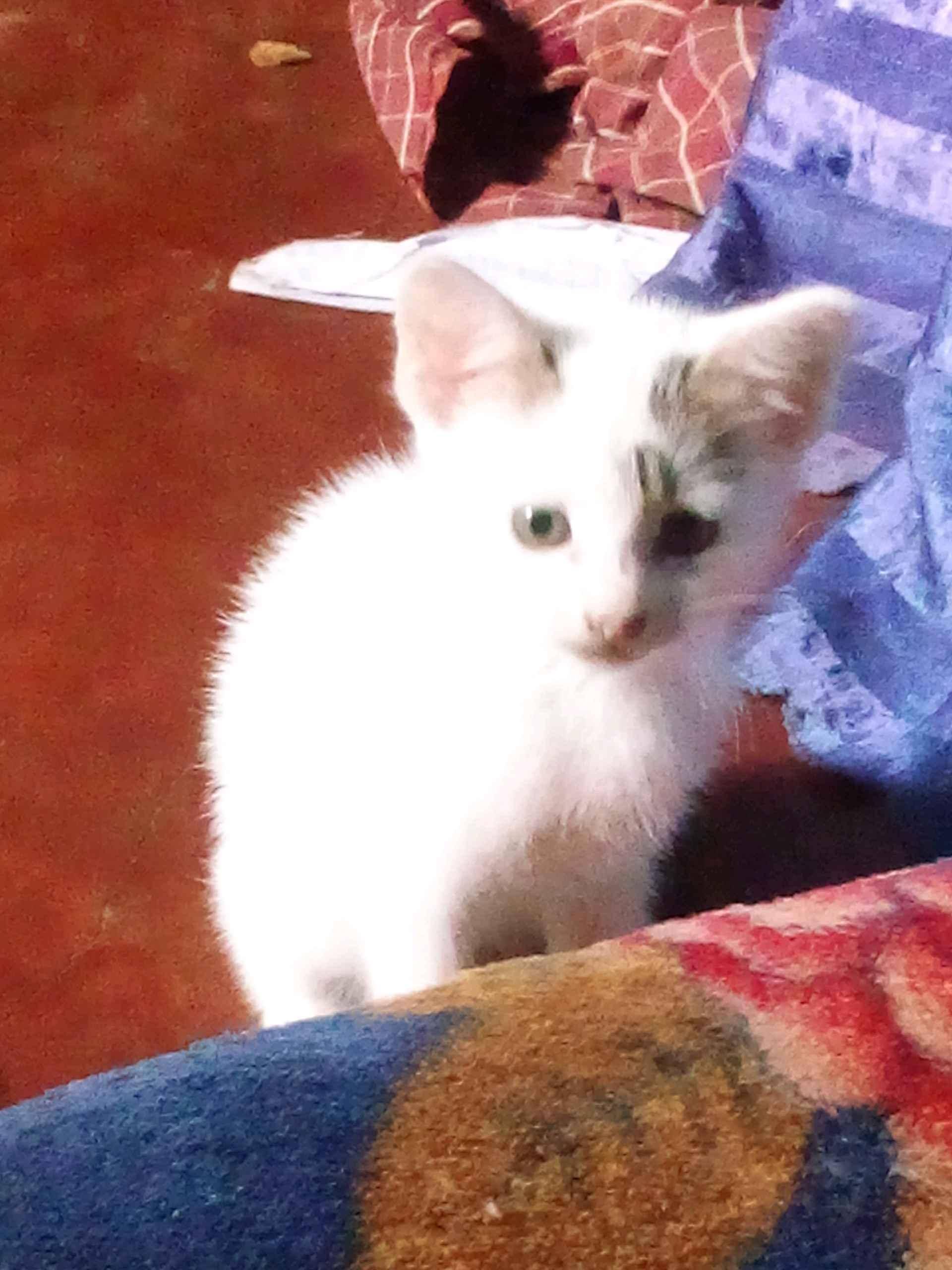 I have many of them for sale in Mbale - Yilick