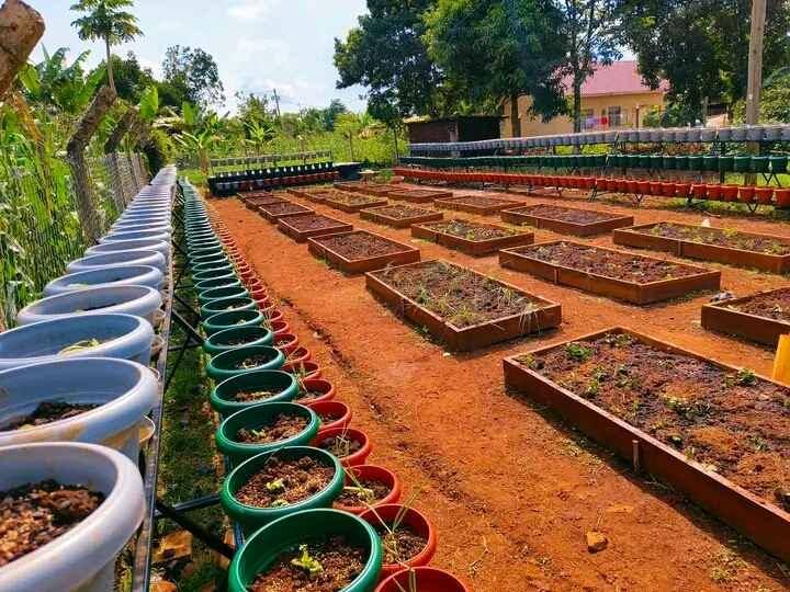 We plant vegetable garden at 1.5M per hectare for sale in Wakiso - Yilick