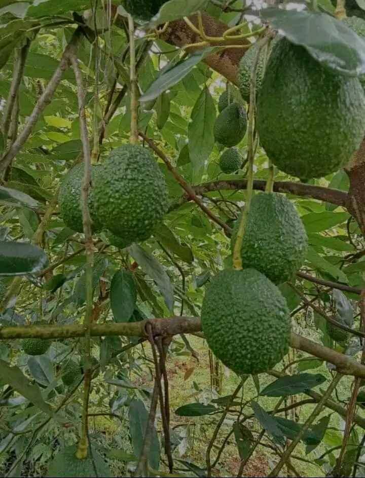 We plant overcado garden at 2.5M per hectare for sale in Wakiso - Yilick