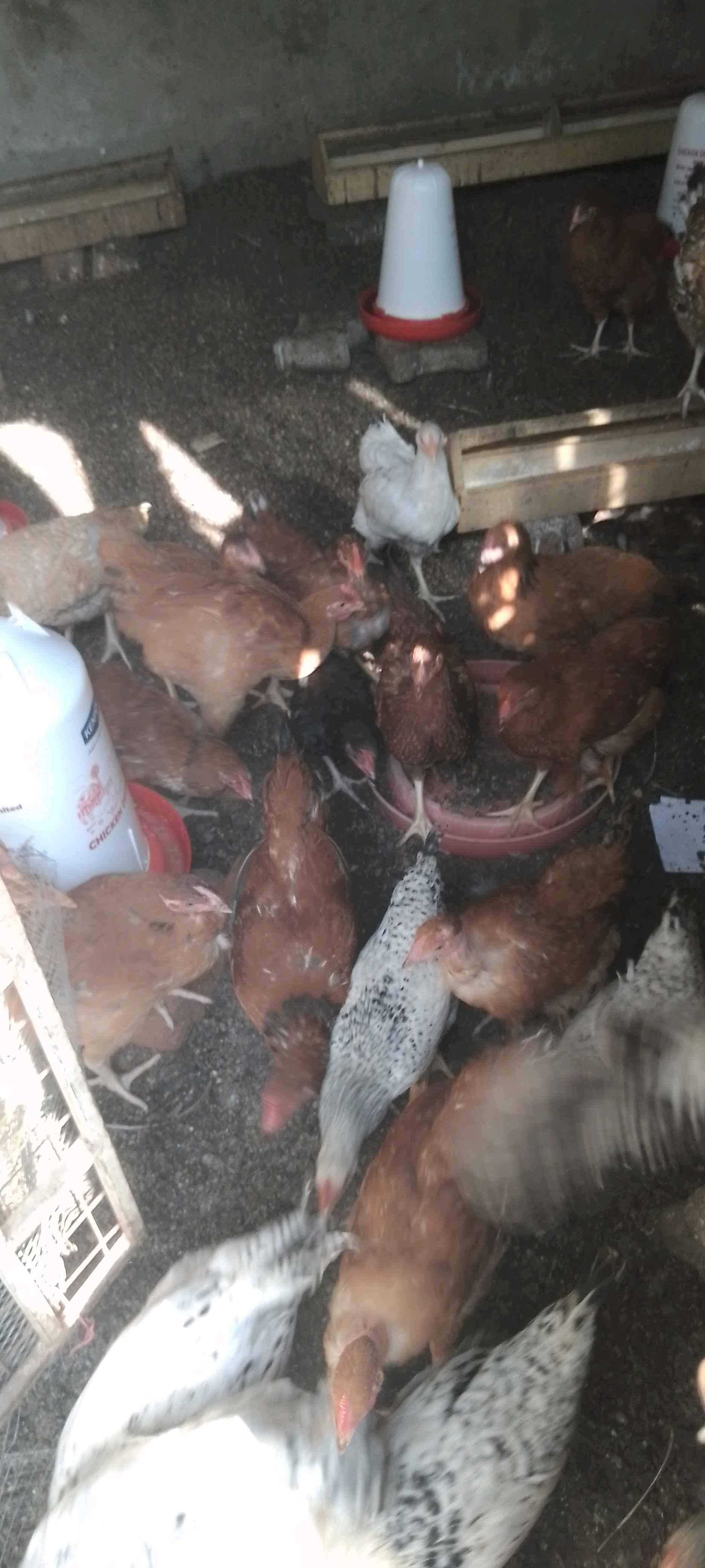 shirah chicken stores for sale in Wakiso - Yilick