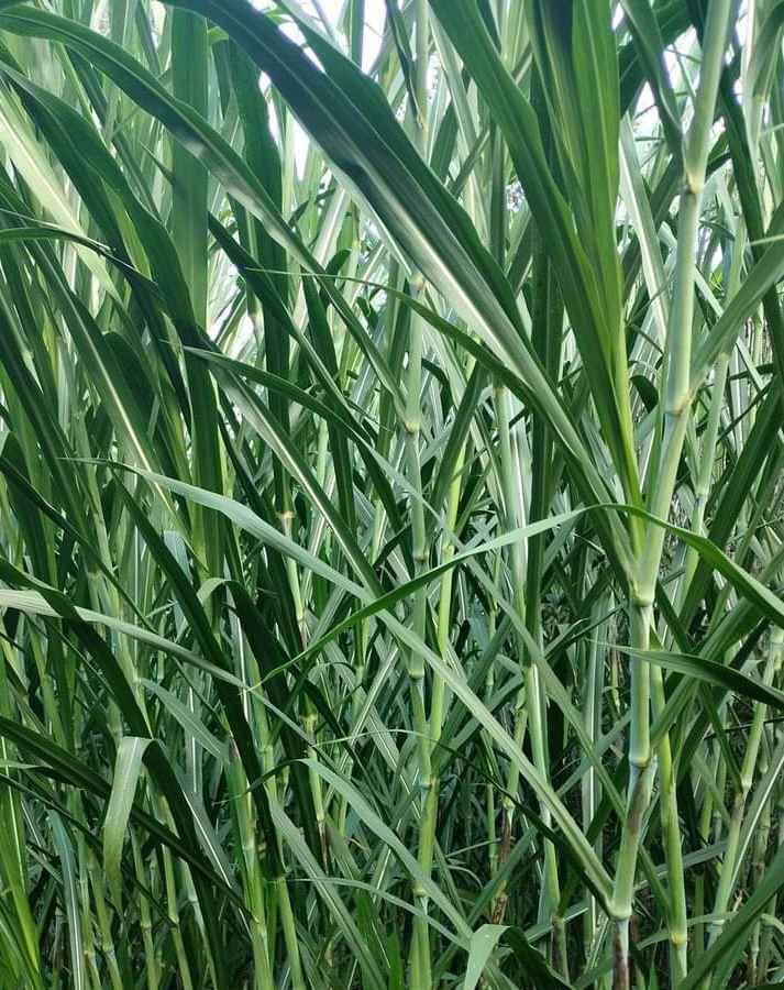 super napier pakchong 1 available for sale in Kampala - Yilick