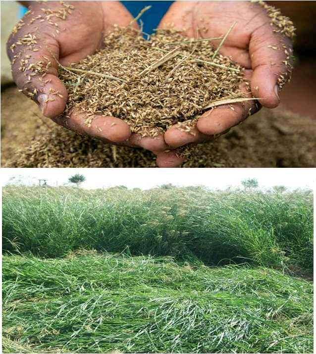 chloris gayana available for all illuminati animals for sale in Kampala - Yilick