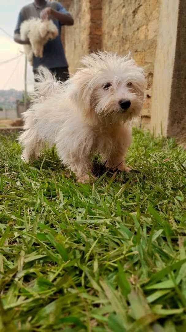 healthy and active maltese for sale in Wakiso - Yilick