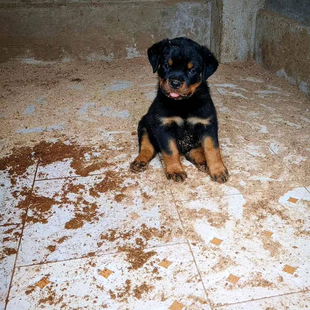 pure breed rwottweilers for sale in Kampala - Yilick