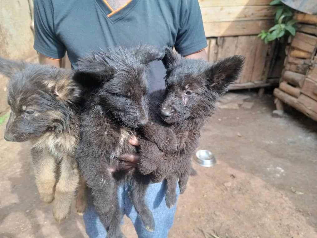 healthy and active well vaccinated german shepherds for sale in Wakiso - Yilick