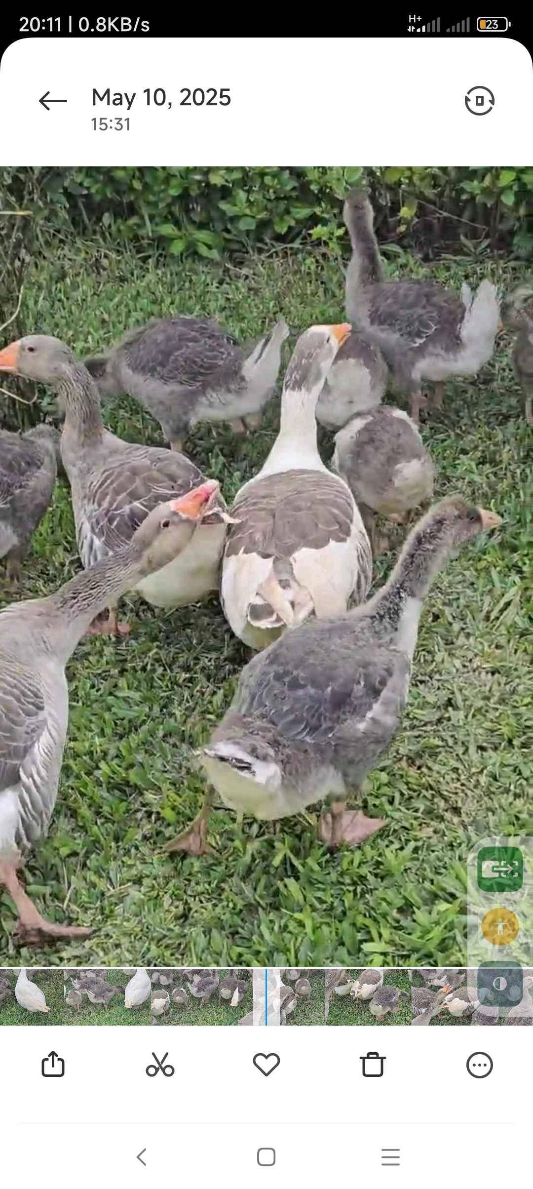 Good luck farm for sale in Oyam - Yilick