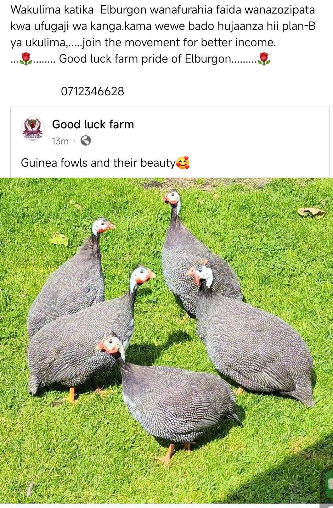 good luck farm for sale in Oyam - Yilick