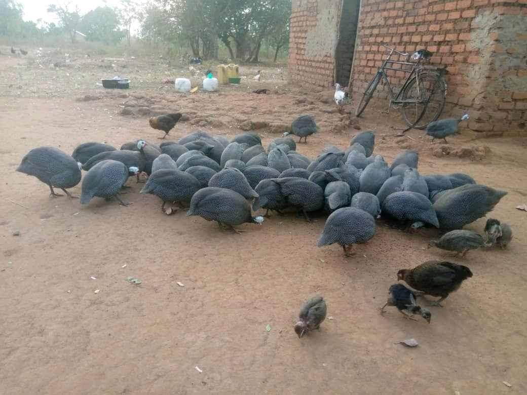 Good luck farm for sale in Oyam - Yilick