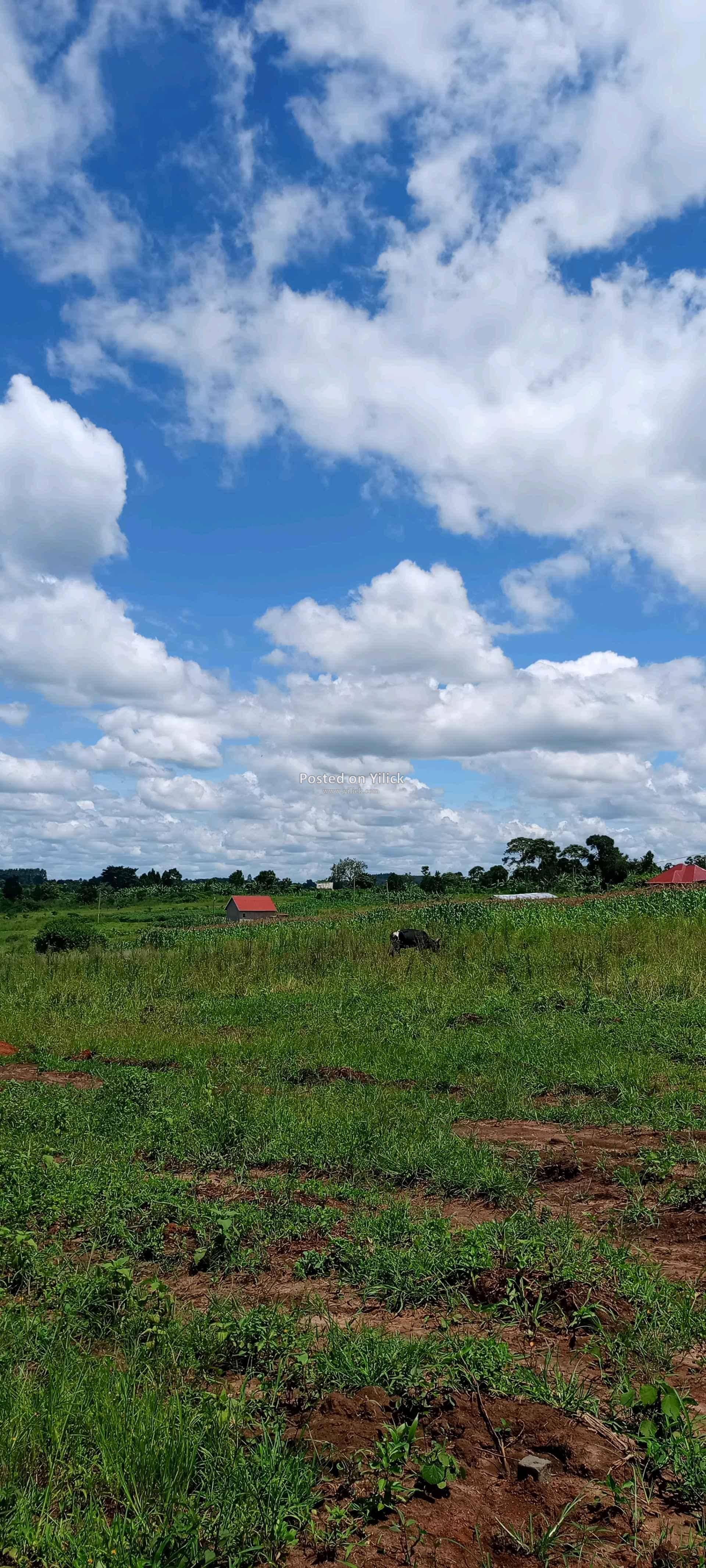 GAYAZA VVUMBA ESTATE for sale in Kampala - Yilick