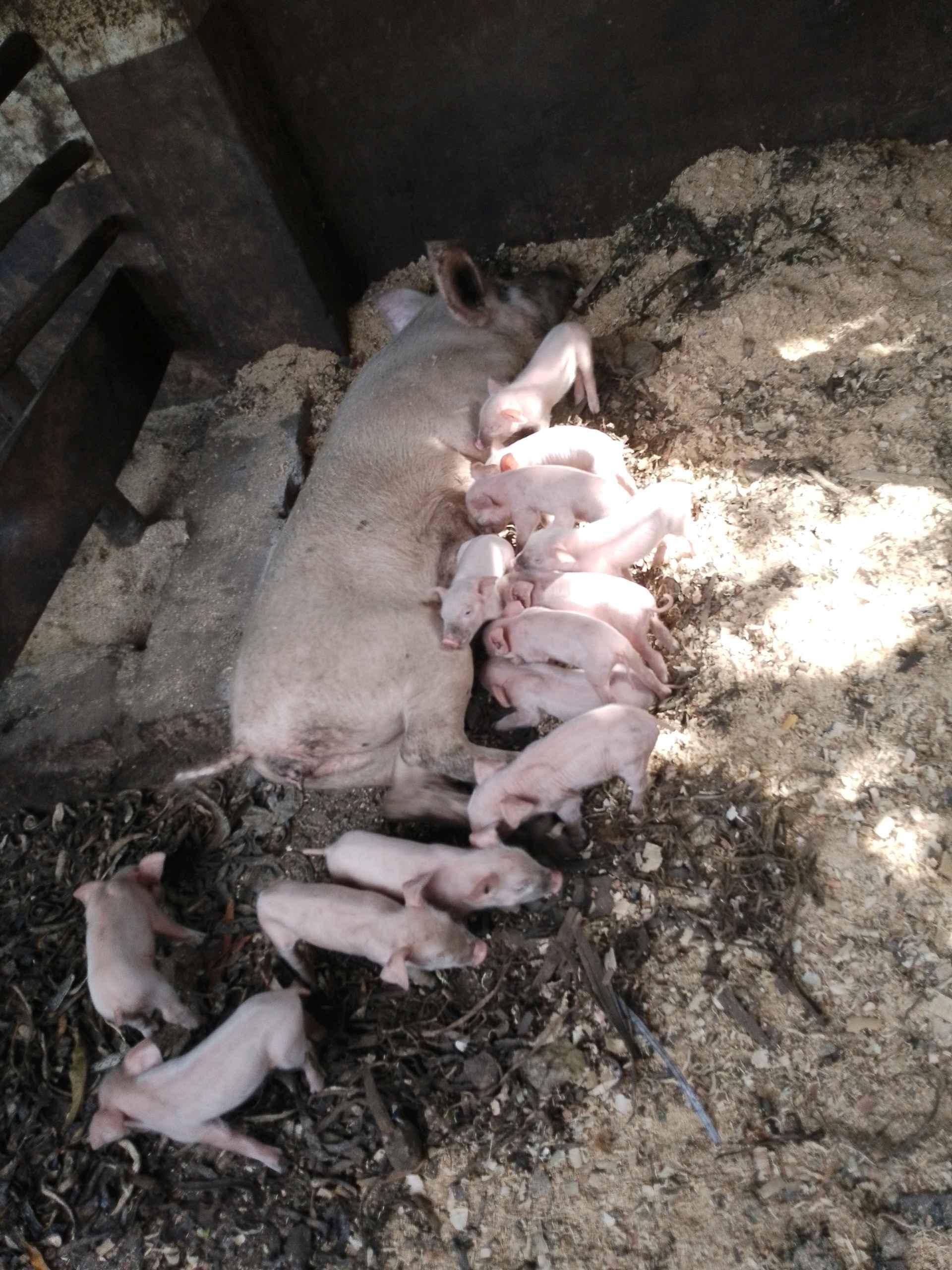 piglets for sale  call 0783333703 for sale in Kampala - Yilick