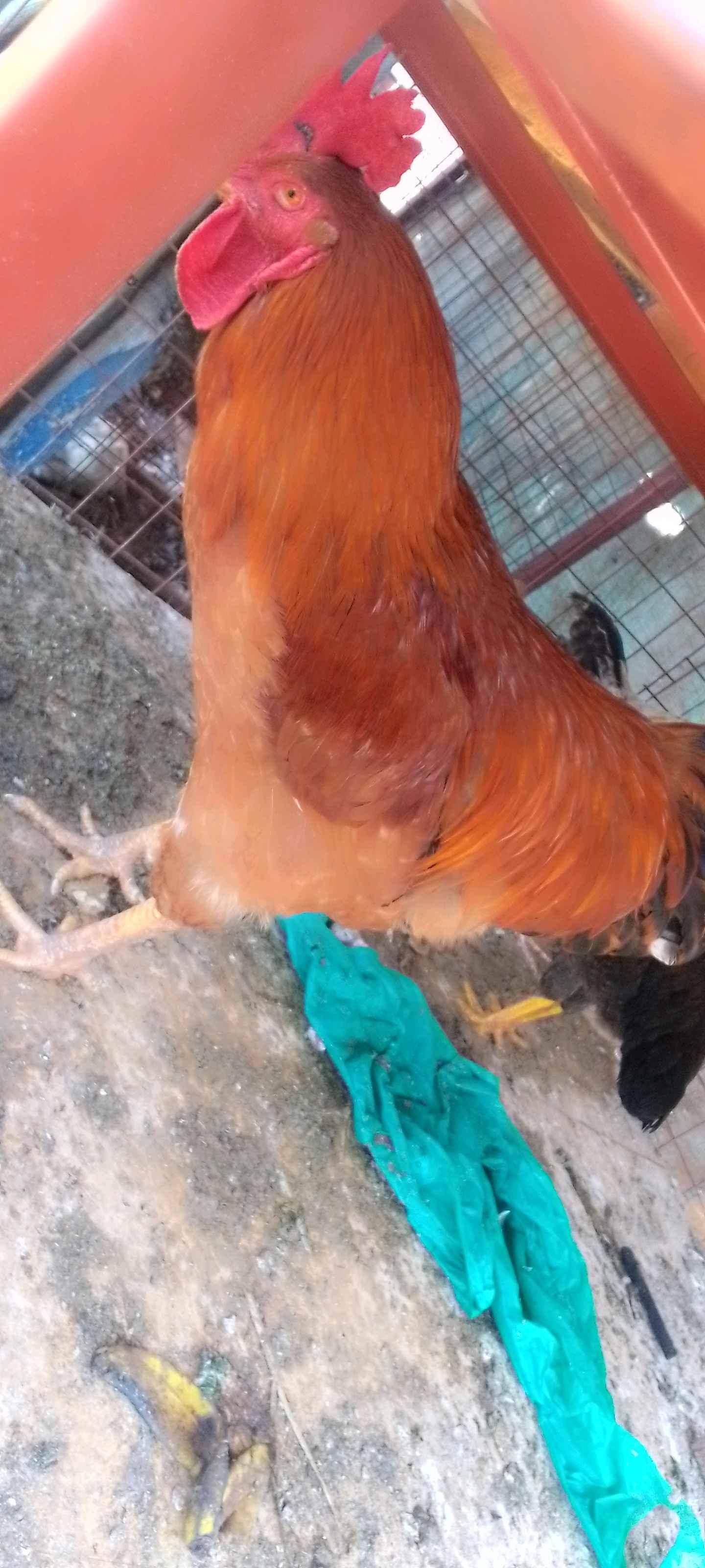 local chicken  nkonko for sale in Wakiso - Yilick