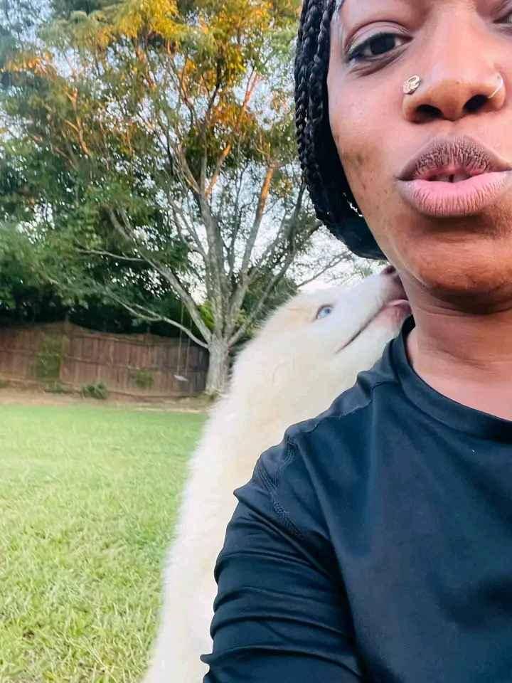 Siberian husky puppy on sell for sale in Kampala - Yilick