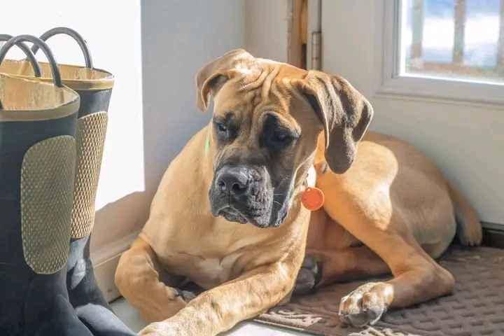 boerboel is available for sale in Kampala - Yilick