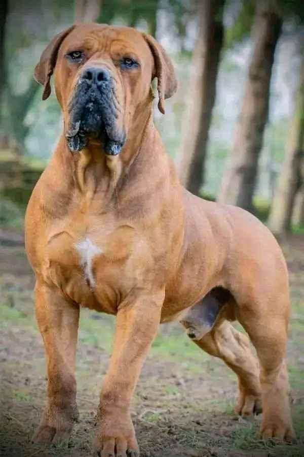 boerboel well trained and vaccinated for sale in Kampala - Yilick