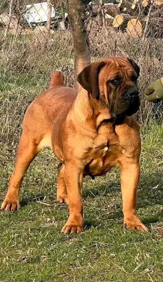 trained boerboel dog available for security for sale in Kampala - Yilick
