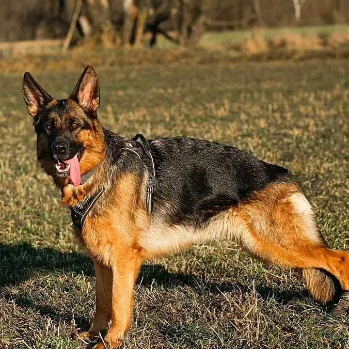 security German Shepherd word trained and vaccinated for sale in Kampala - Yilick