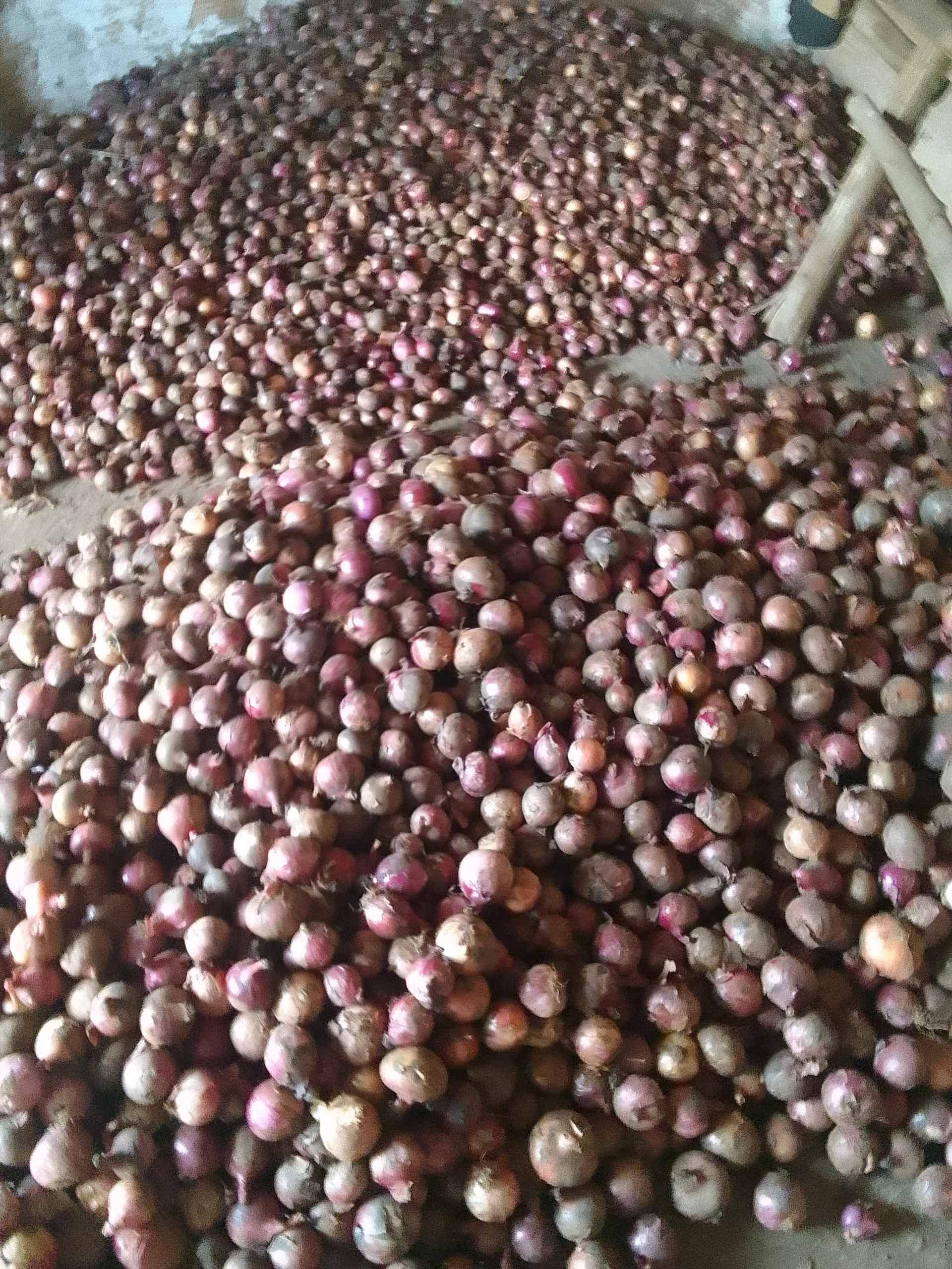Onions for sell for sale in Mbale - Yilick